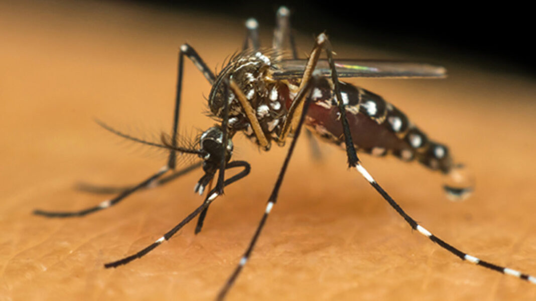 MOSQUITO DENGUE 2