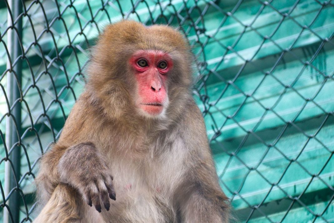 MACACO 02