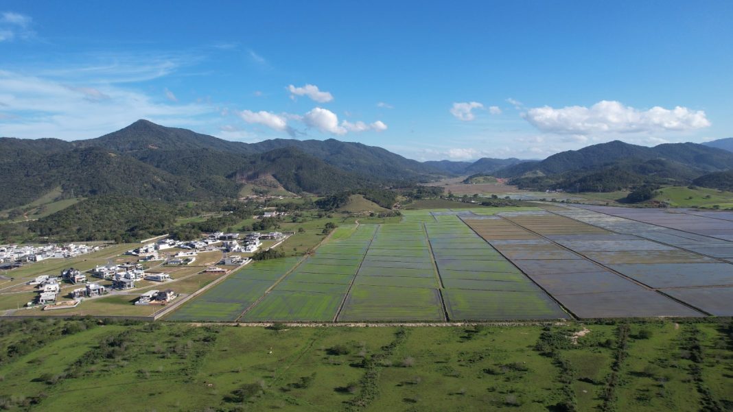 PACUERA BC 01